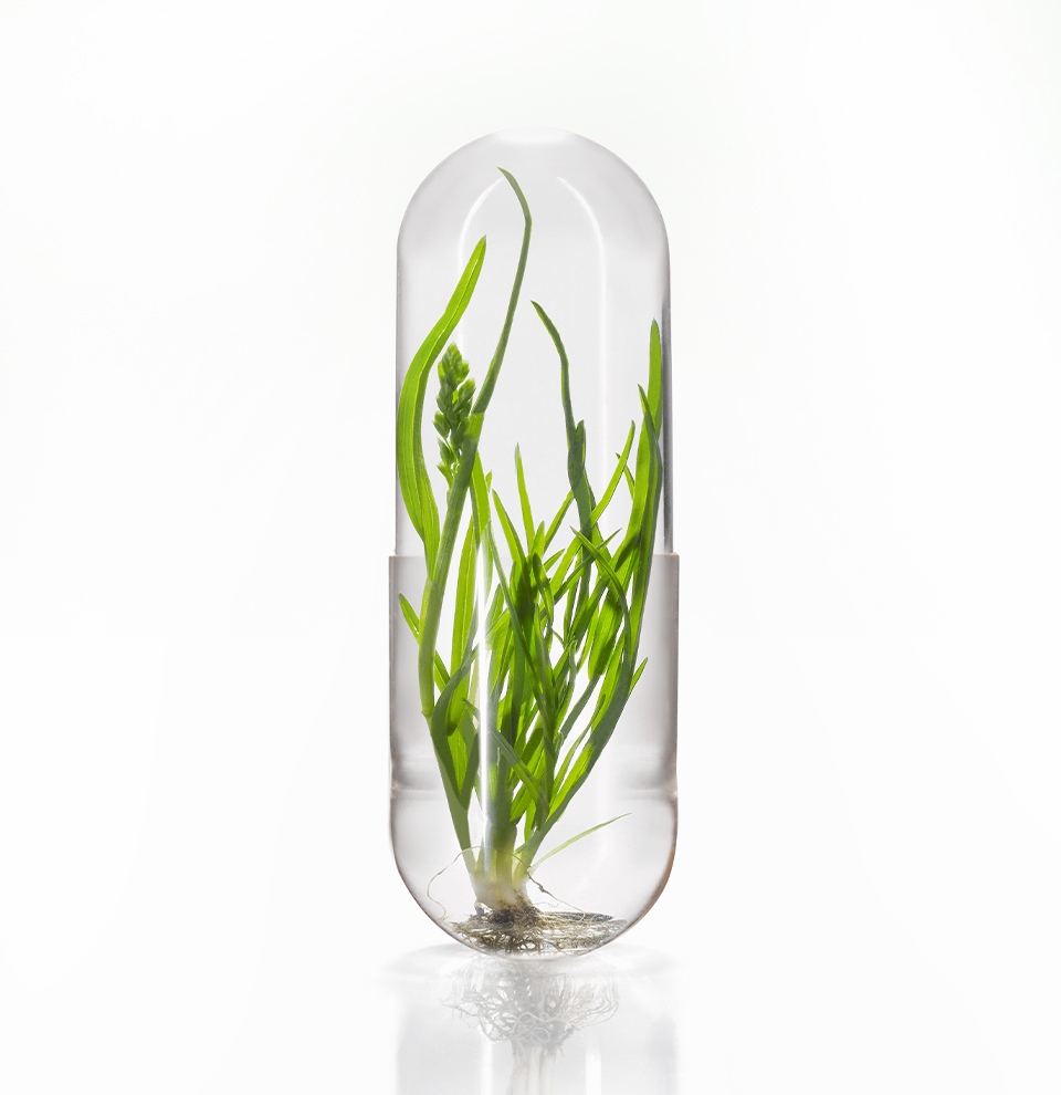 HPMC capsula
